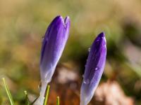 Krokus Knospen Duo violett